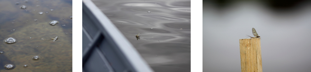 Inchagoill, Maflies, Lough Corrib, Oughterard, Galway, Ireland