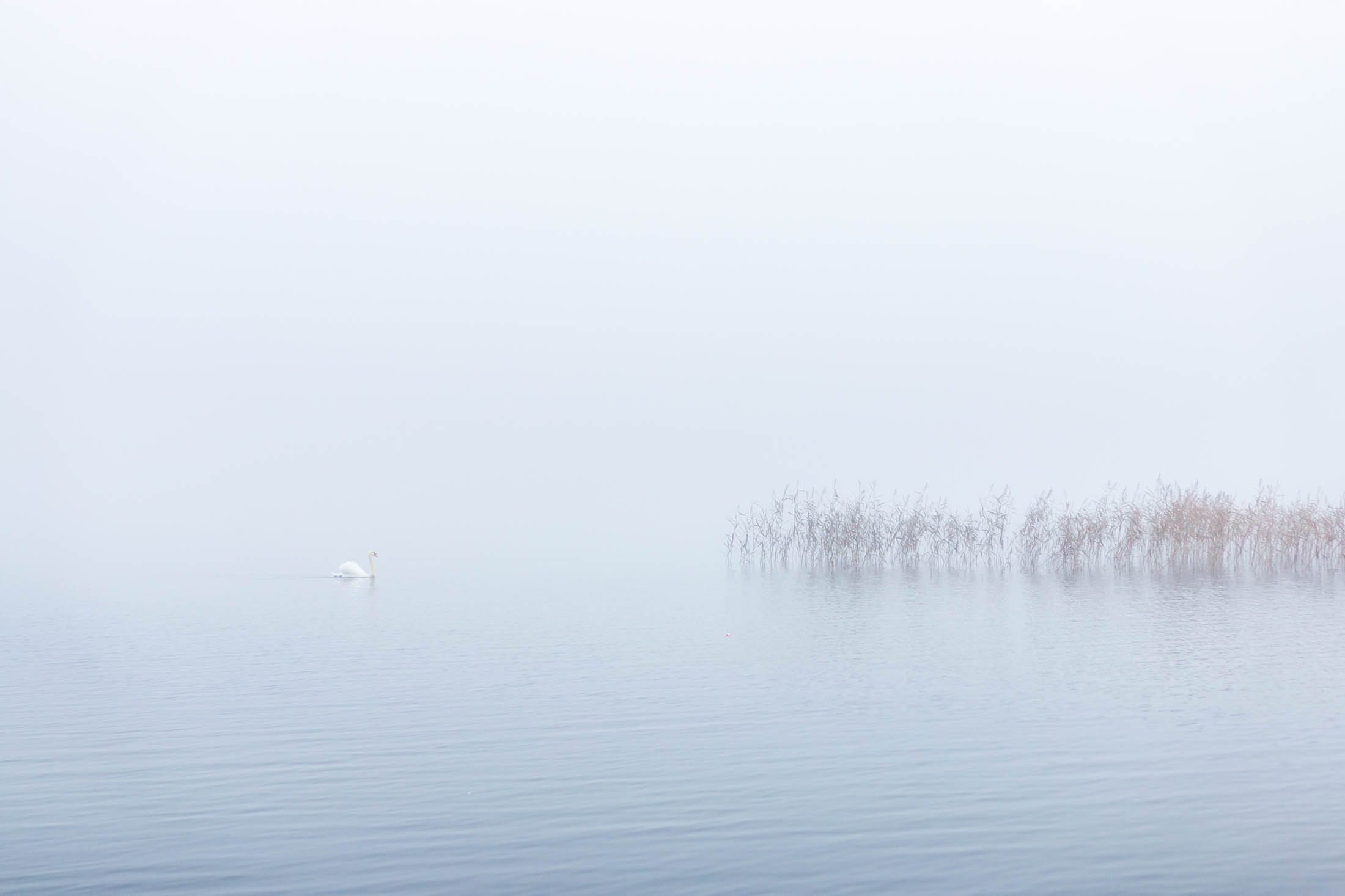 Swan Lough Corrib Galway Ireland