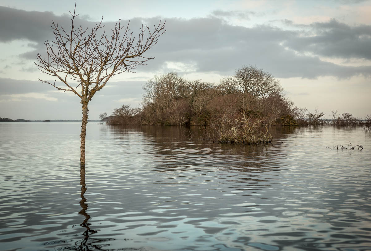 Lough Corrib Ireland flooded island in winter